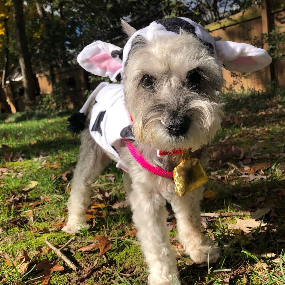 Small dog Halloween cow costume